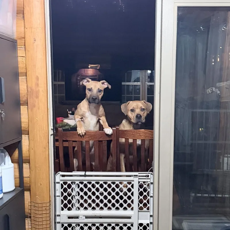 Scrappy Doo thumbnail 4