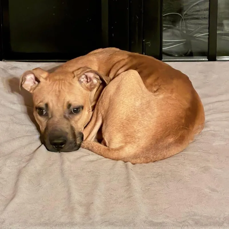 Scrappy Doo thumbnail 5