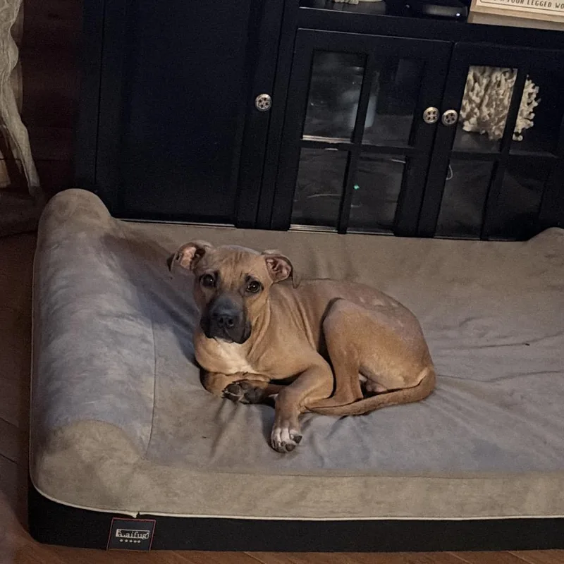 Scrappy Doo thumbnail 6