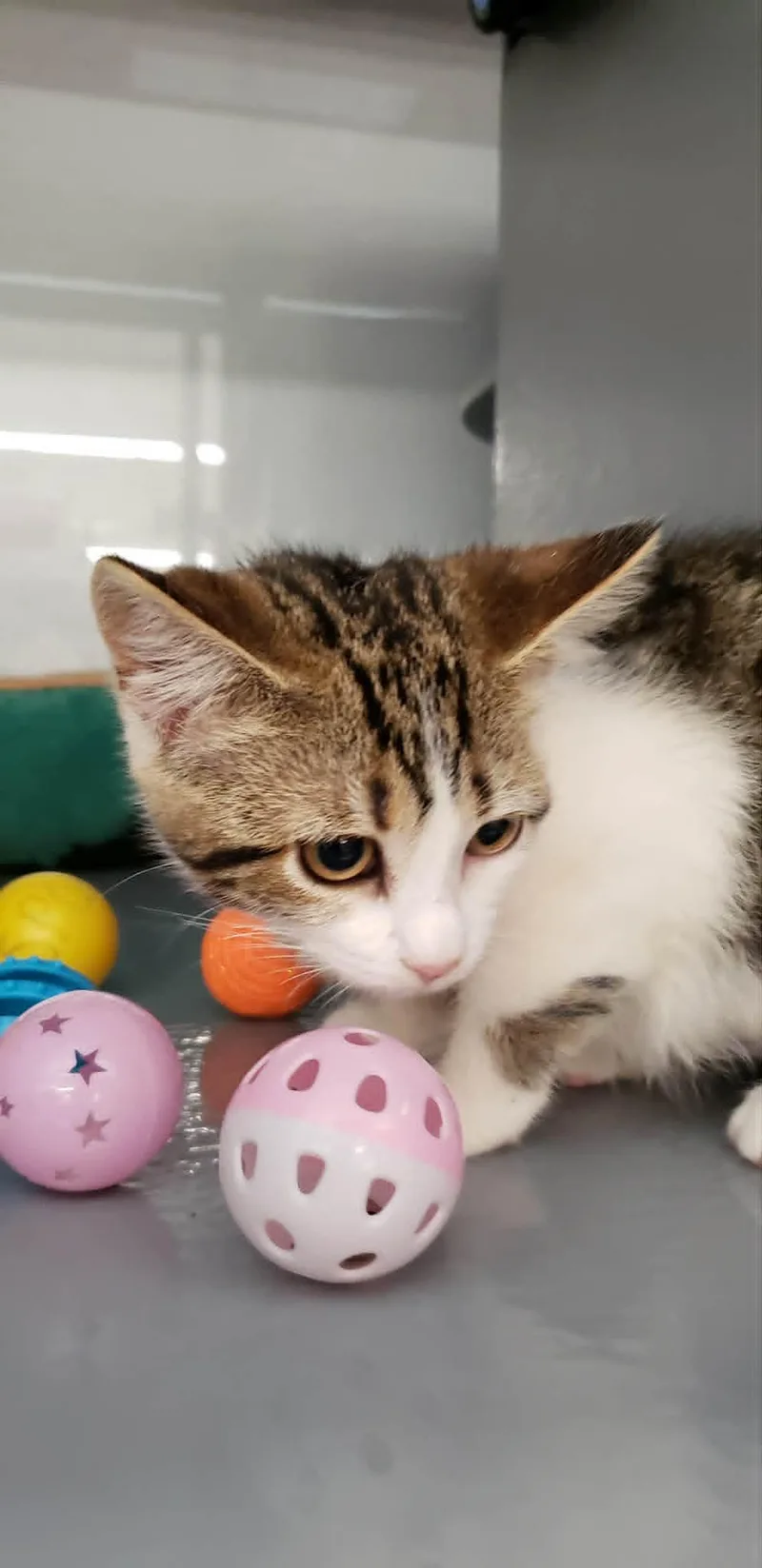 A baby medium-sized female Tabby (Buff / Tan / Fawn) Domestic Short Hair cat named Maggie for adoption in Spring Brook, NY