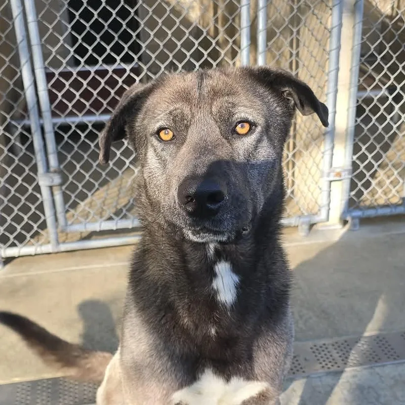 An adult large-sized male Black Mastiff dog named Nixon for adoption in Orange, VA