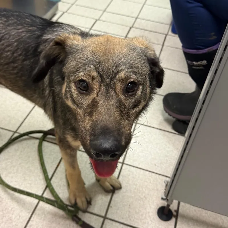 A baby medium-sized female Gray / Blue / Silver Mixed Breed dog named Smarty Pants for adoption in Charleston, WV