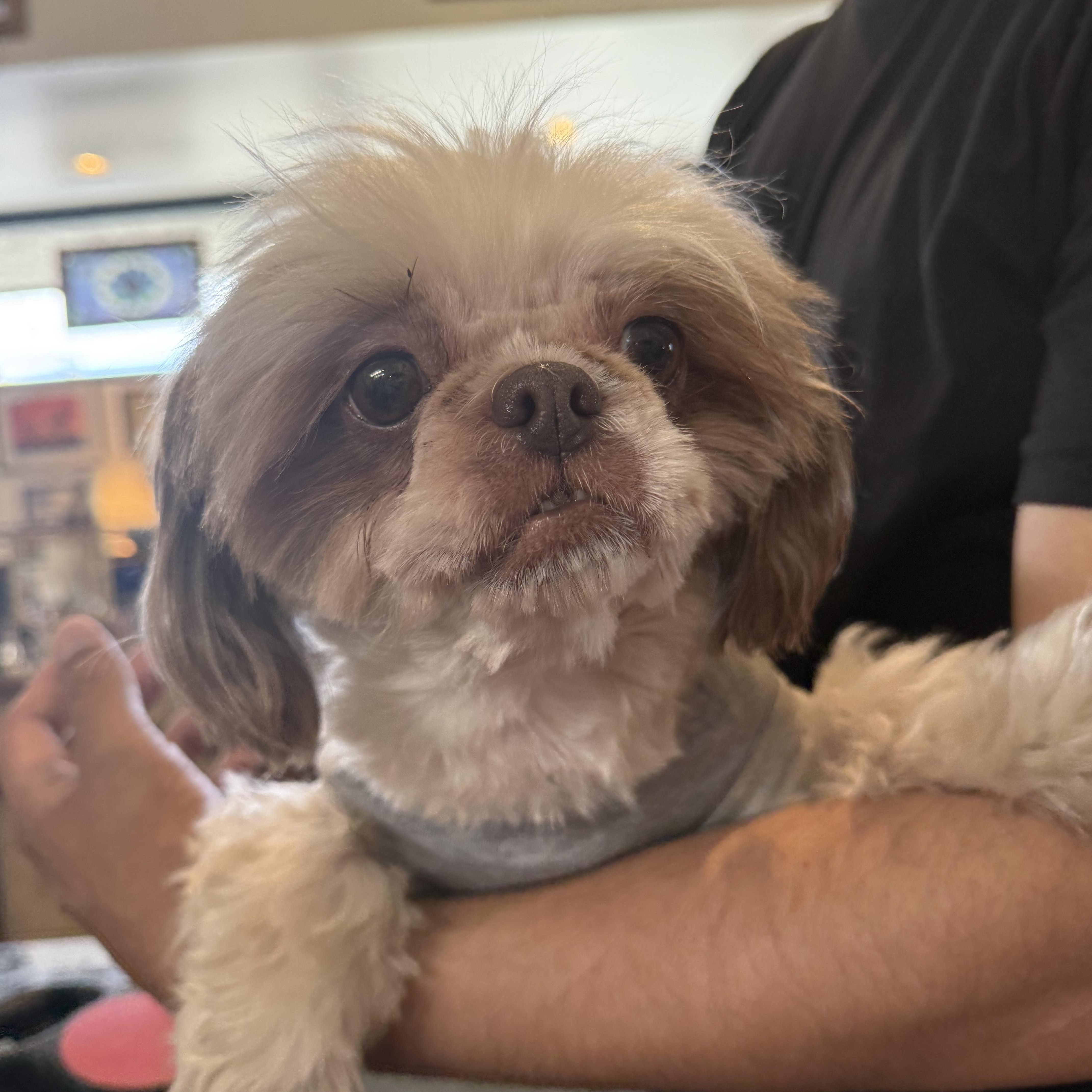 An adult small-sized female Apricot / Beige Shih Tzu dog named Zoey for adoption in Glendale, CA