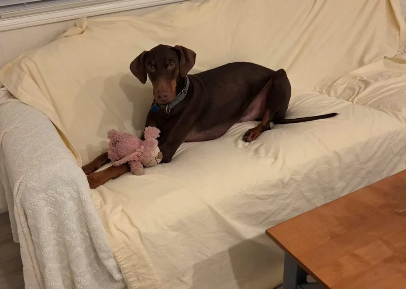An adult large-sized male Brown / Chocolate Doberman Pinscher dog named Jackson Browne for adoption in Encino, CA