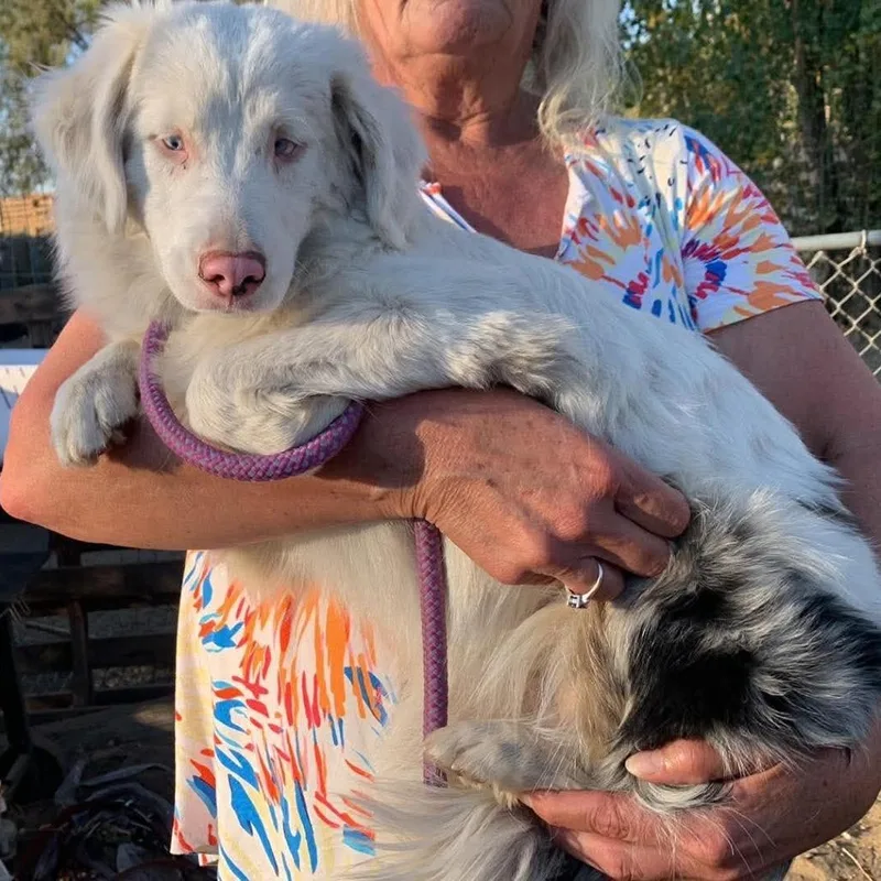 A young medium-sized female White / Cream Australian Shepherd dog named Koala for adoption in TONASKET, WA