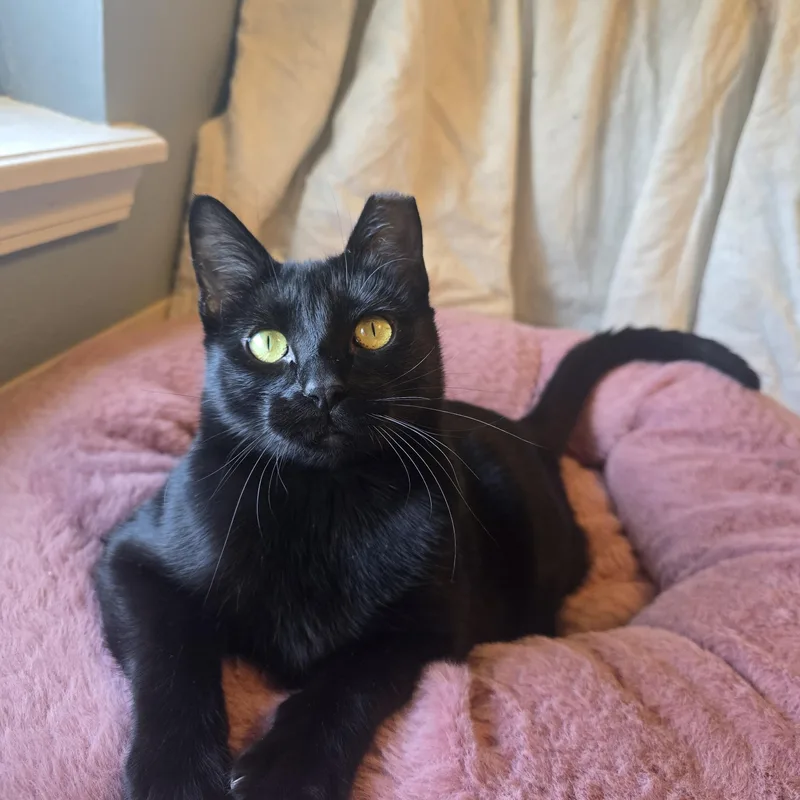 A young medium-sized female Black Domestic Short Hair cat named Osprey for adoption in Warr Acres, OK