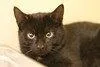 An adult medium-sized male Black Domestic Short Hair cat named Spunky for adoption in Lancaster, PA