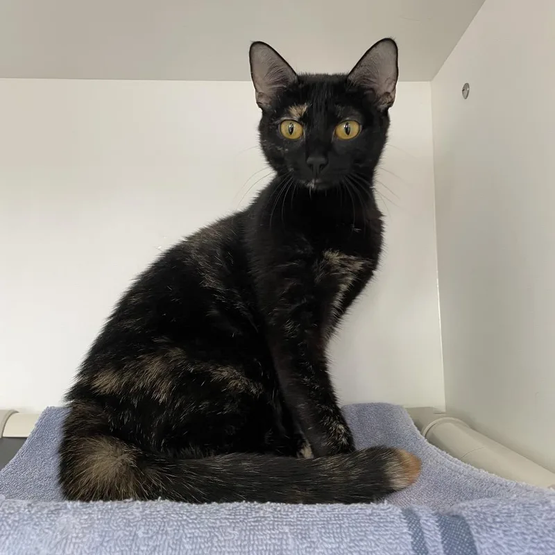 A young medium-sized female Tortoiseshell Domestic Short Hair cat named Reina for adoption in Warwick, RI
