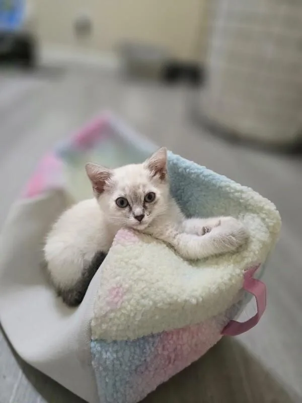 A baby small-sized female White Siamese cat named Luna Harry Potter for adoption in Anthem, AZ