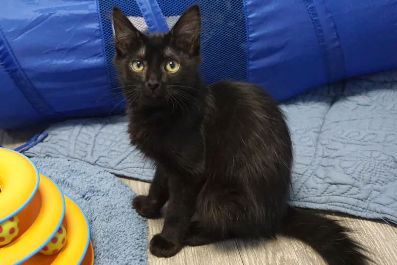 A baby small-sized male Domestic Medium Hair cat named Baby II for adoption in Fountain Hills, AZ
