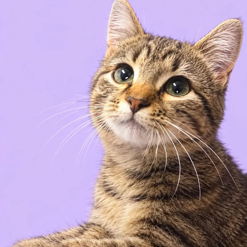 A baby small-sized female Brown / Chocolate Domestic Short Hair cat named Thumbalina for adoption in Harrisonburg, VA