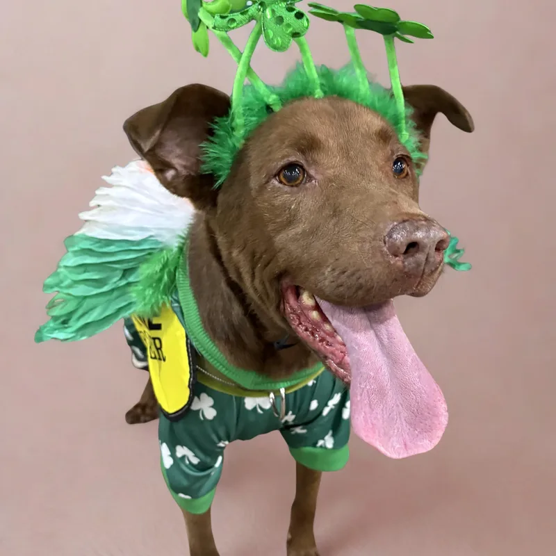 A senior medium-sized female German Shepherd Dog dog named Crissy for adoption in Krum, TX