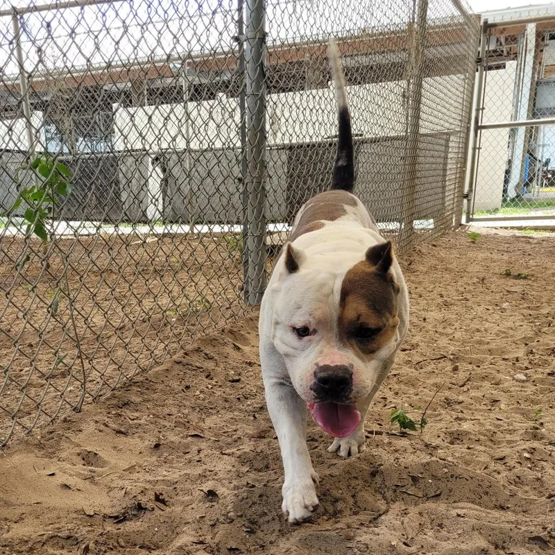 An adult large-sized male White / Cream Mixed Breed dog named Gucci for adoption in Lake Panasoffkee, FL