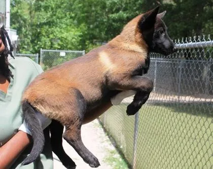 Frostwolf thumbnail 2