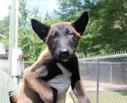 Frostwolf thumbnail 3