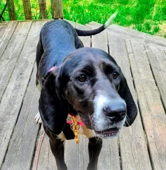A young medium-sized female Black Great Dane dog named Matilda for adoption in Plainfield, IL