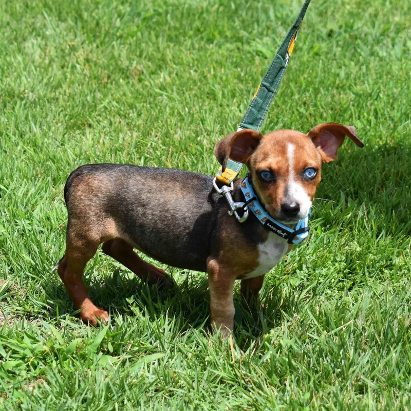 A baby medium-sized female Yellow / Tan / Blond / Fawn Mixed Breed dog named Dora for adoption in Searcy, AR