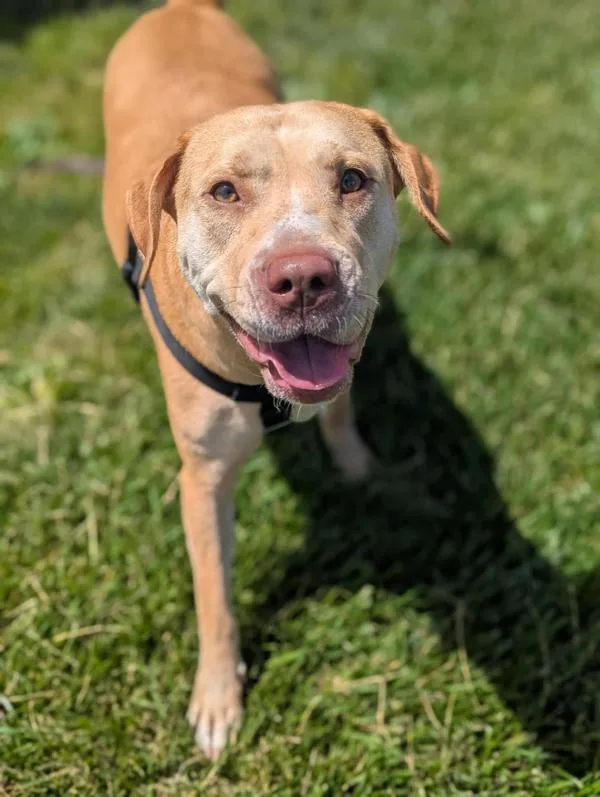 An adult large-sized female Labrador Retriever dog named Buttercream for adoption in Santa Rosa, CA