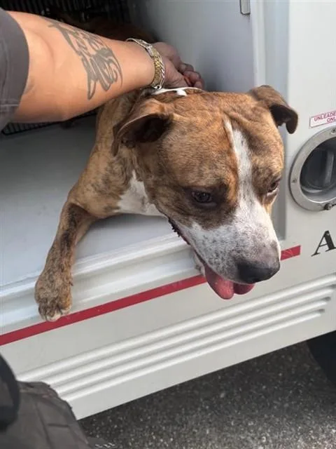 An adult large-sized male Staffordshire Bull Terrier dog named A for adoption in Houston, TX