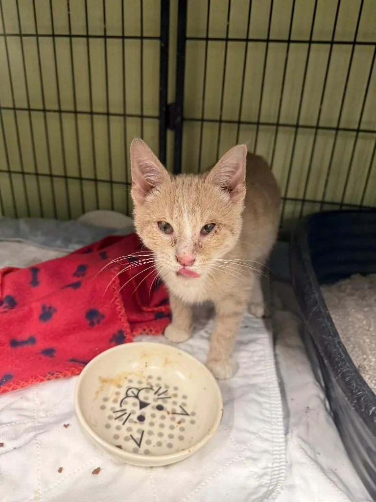A baby medium-sized male Domestic Short Hair cat named Light Bulb for adoption in Auburn, IN