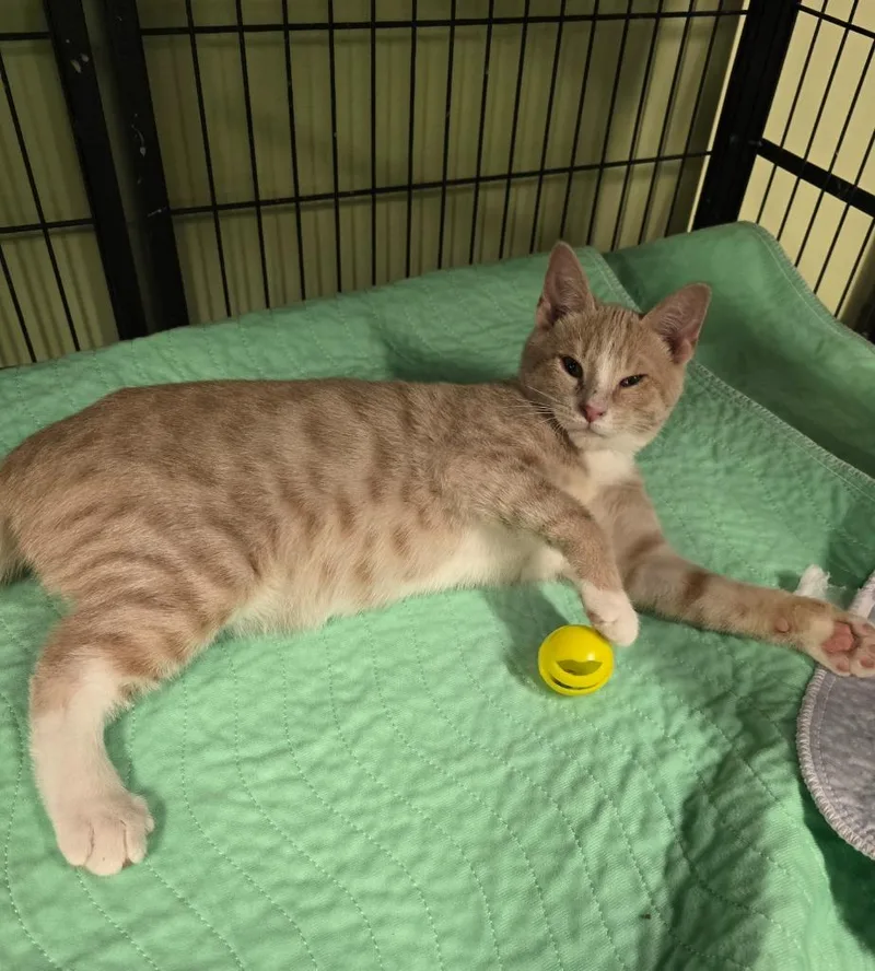 Light Bulb thumbnail 2