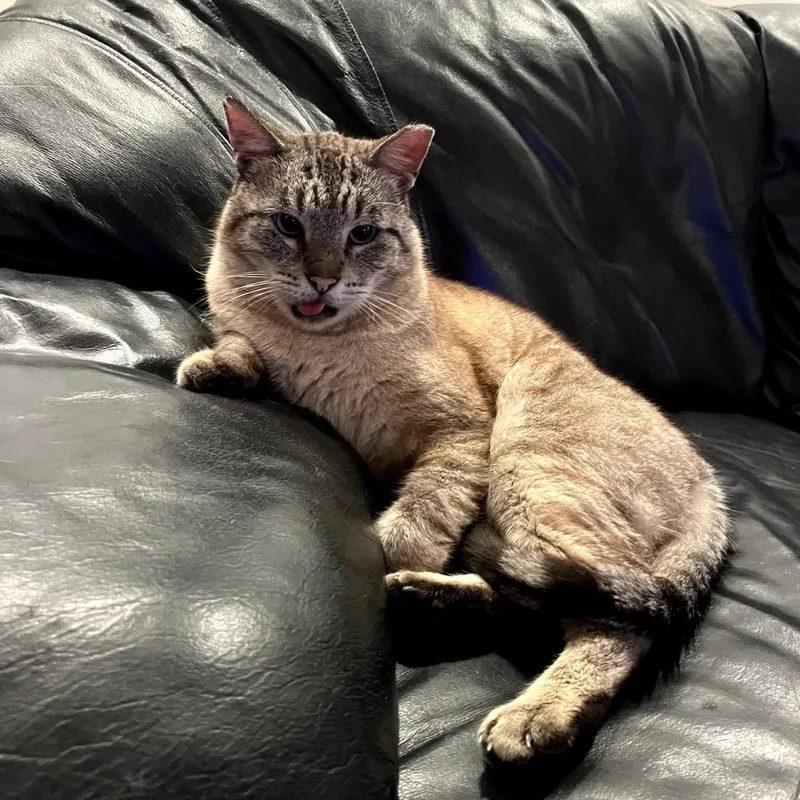 Johnny Cage thumbnail 2