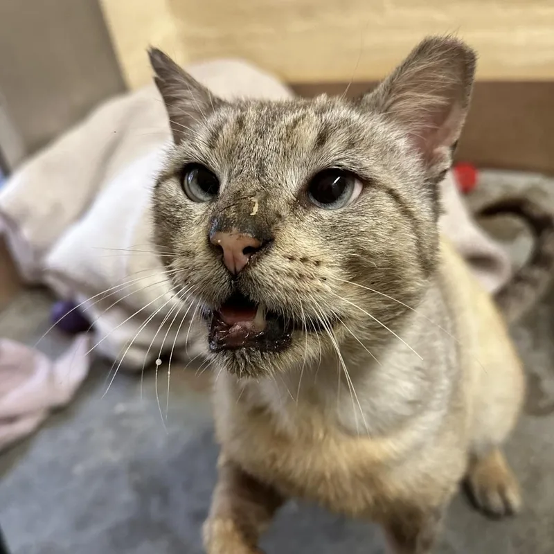 Johnny Cage thumbnail 3