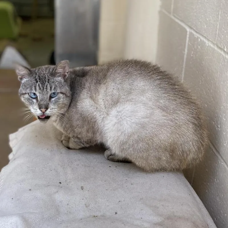 Johnny Cage thumbnail 4