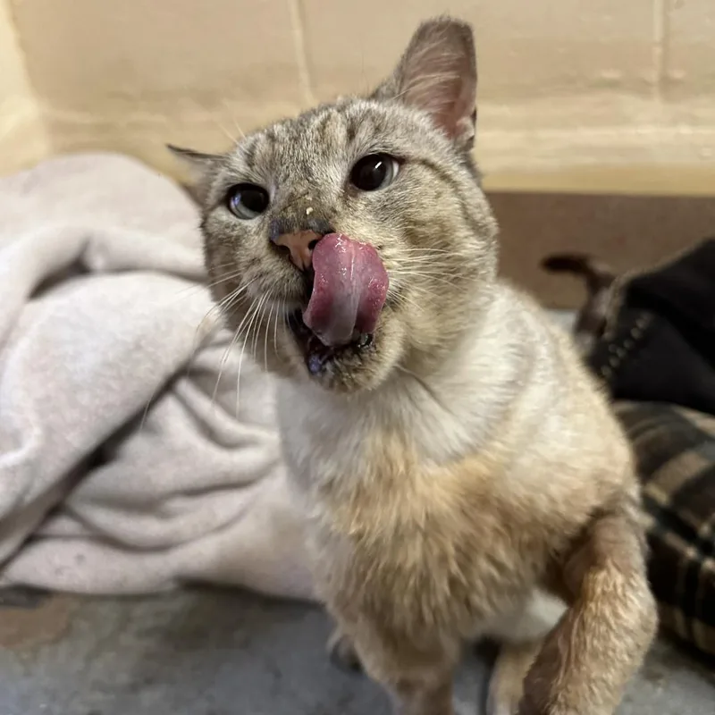 Johnny Cage thumbnail 5