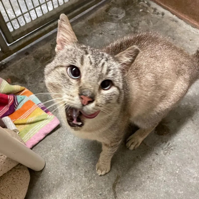 Johnny Cage thumbnail 6