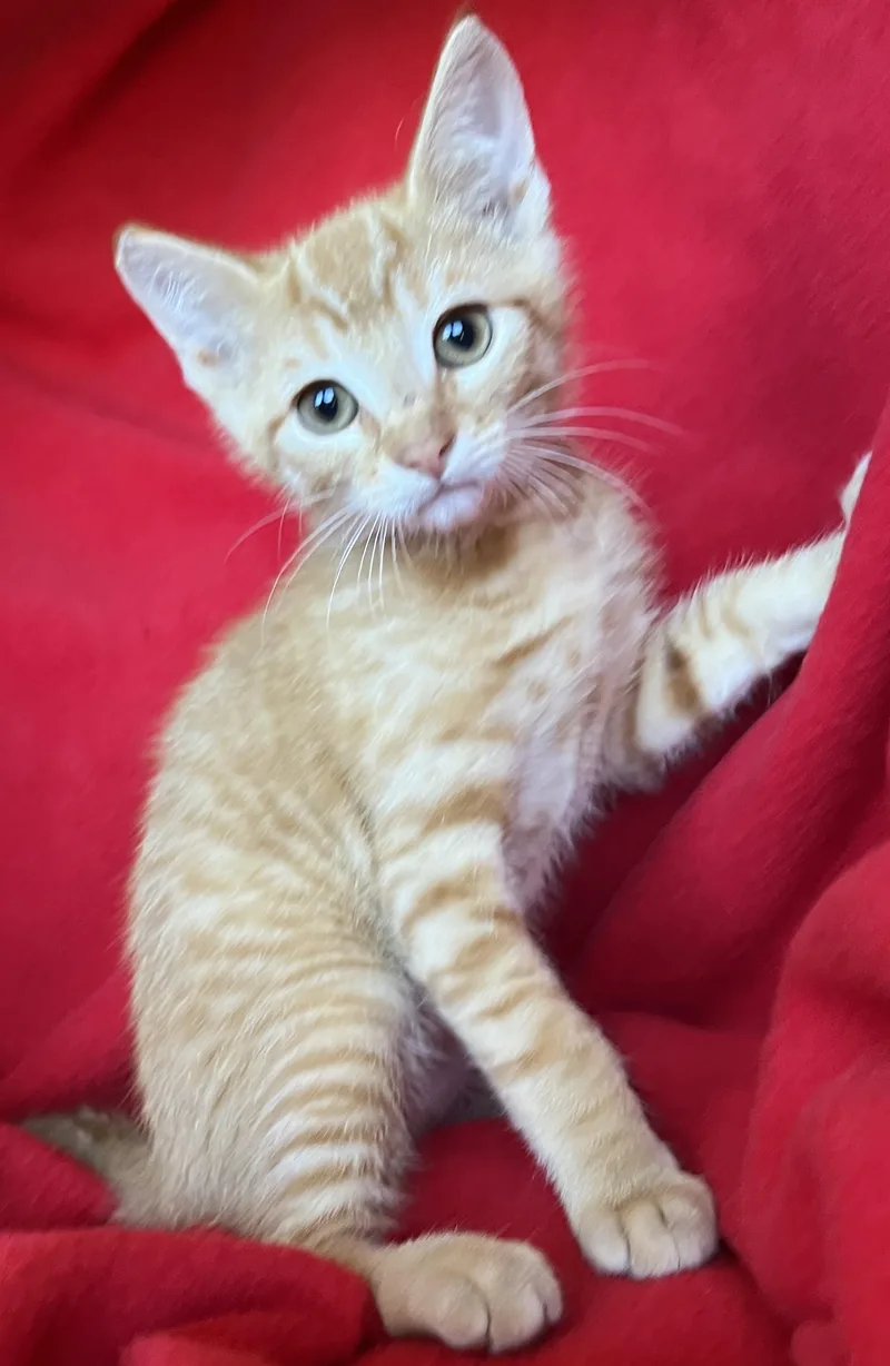A baby medium-sized male Orange & White Tabby cat named Wilbur for adoption in Hood RIver, OR