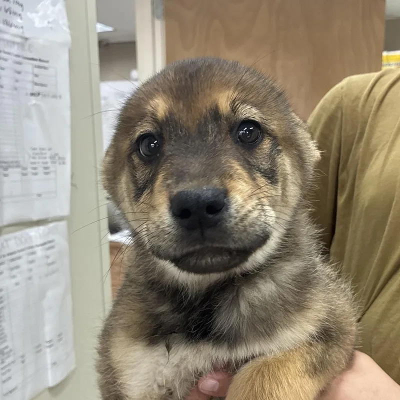 Ny Tom Selleck Avail