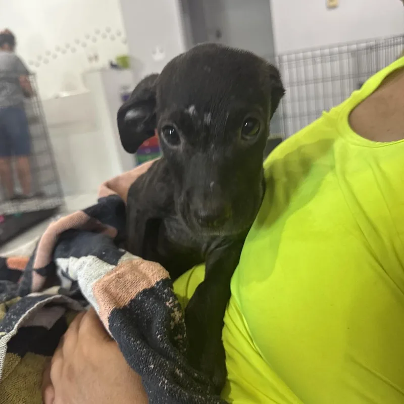 A baby small-sized male Black Pit Bull Terrier dog named Greg for adoption in West Plains, MO