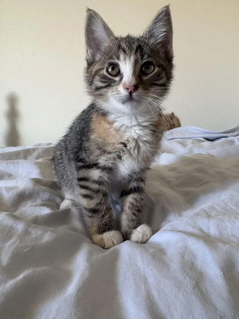 A baby small-sized female Domestic Short Hair cat named Indie for adoption in Heyburn, ID