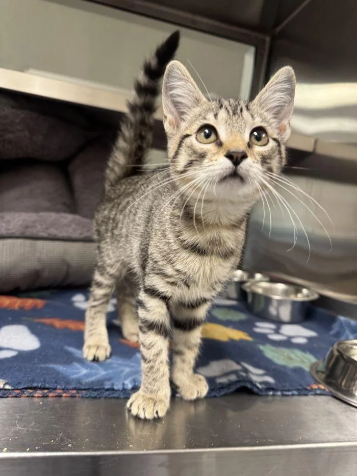 A young small-sized female Domestic Short Hair cat named Violet for adoption in Hilton Head Island, SC