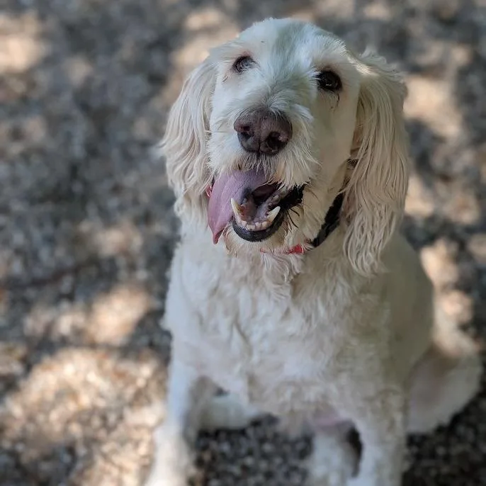 Oliver
