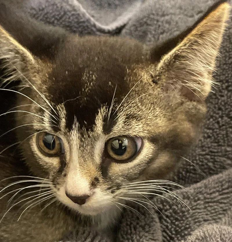 A baby medium-sized female Tabby cat named Myrtle for adoption in Island Lake, IL