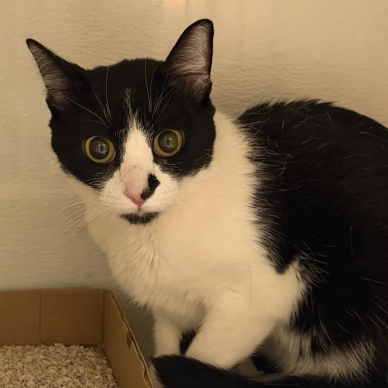 An adult medium-sized female White Domestic Short Hair cat named Mcflurry for adoption in Yuma, AZ