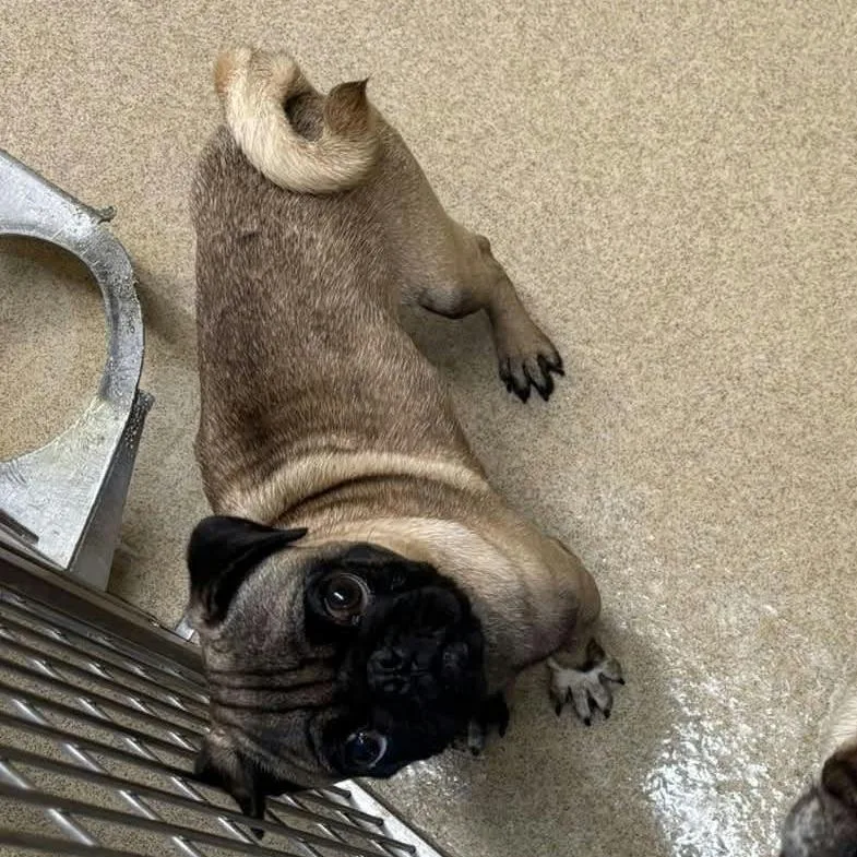 A young small-sized male Sable Pug dog named Shrek for adoption in Fredericksburg, TX