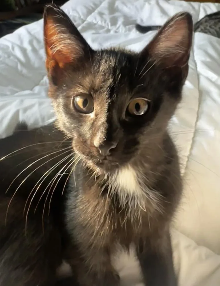 A baby small-sized male Black & White / Tuxedo Domestic Short Hair cat named Pumpkin aka Shadow for adoption in Plymouth, MI
