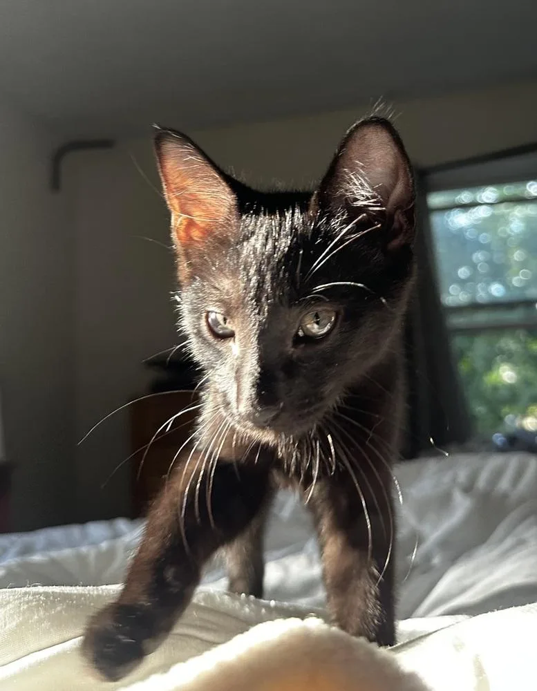 Pumpkin aka Shadow thumbnail 2