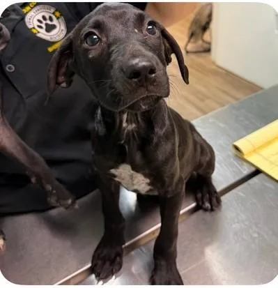 A baby medium-sized male Black Labrador Retriever dog named Felix for adoption in Southampton, PA