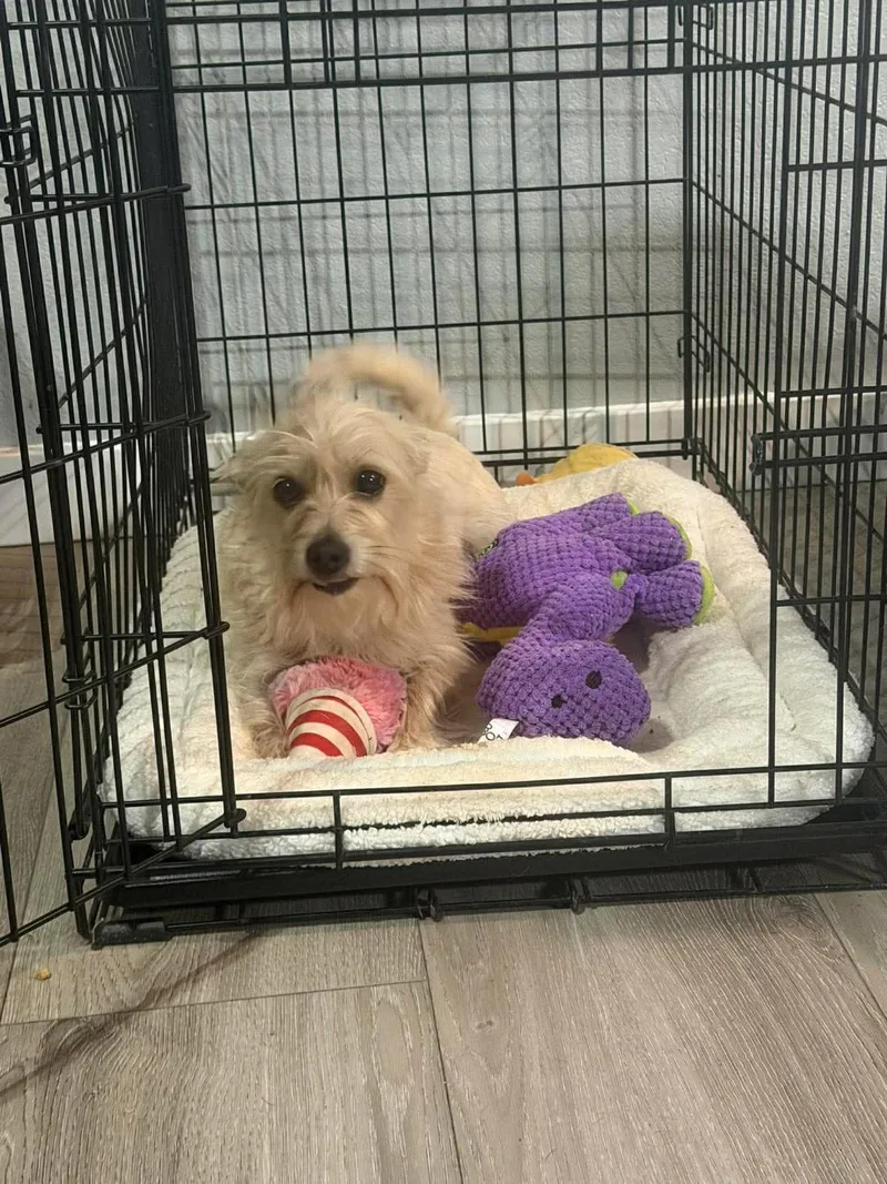 An adult small-sized female Apricot / Beige Terrier dog named Delilah for adoption in Mesa, AZ
