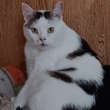 Stubby