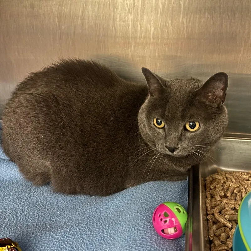A senior large-sized male Gray / Blue / Silver Domestic Short Hair cat named Captain for adoption in Waukesha, WI