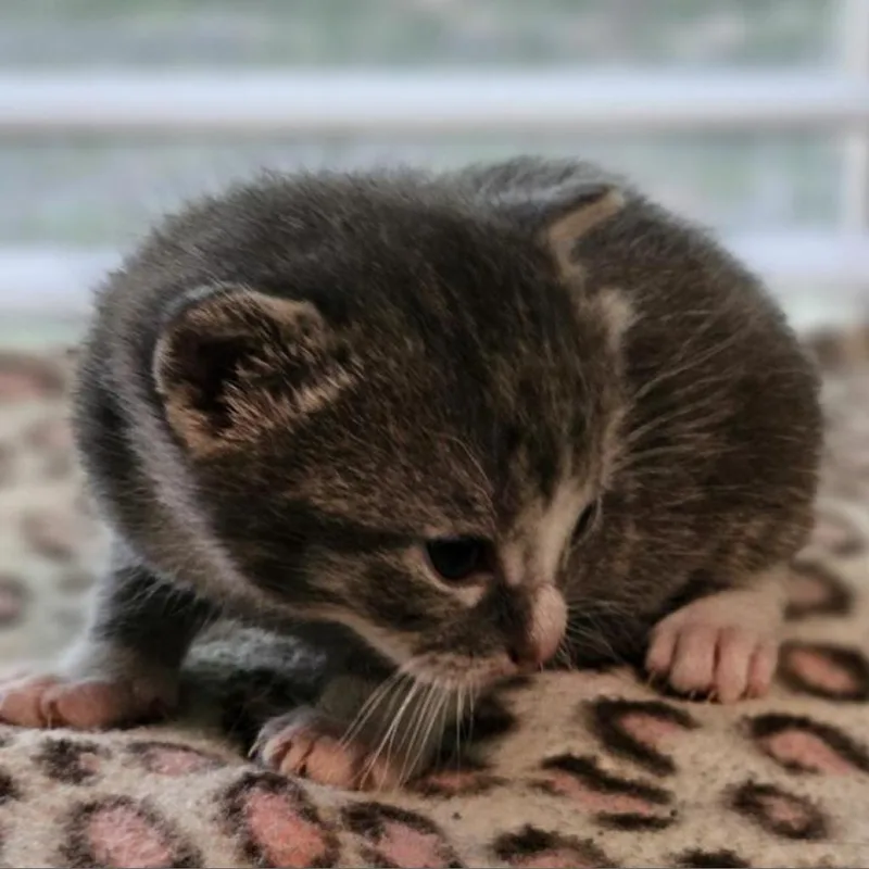 Peter Parker thumbnail 2