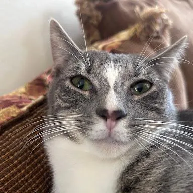 Peter Parker thumbnail 3