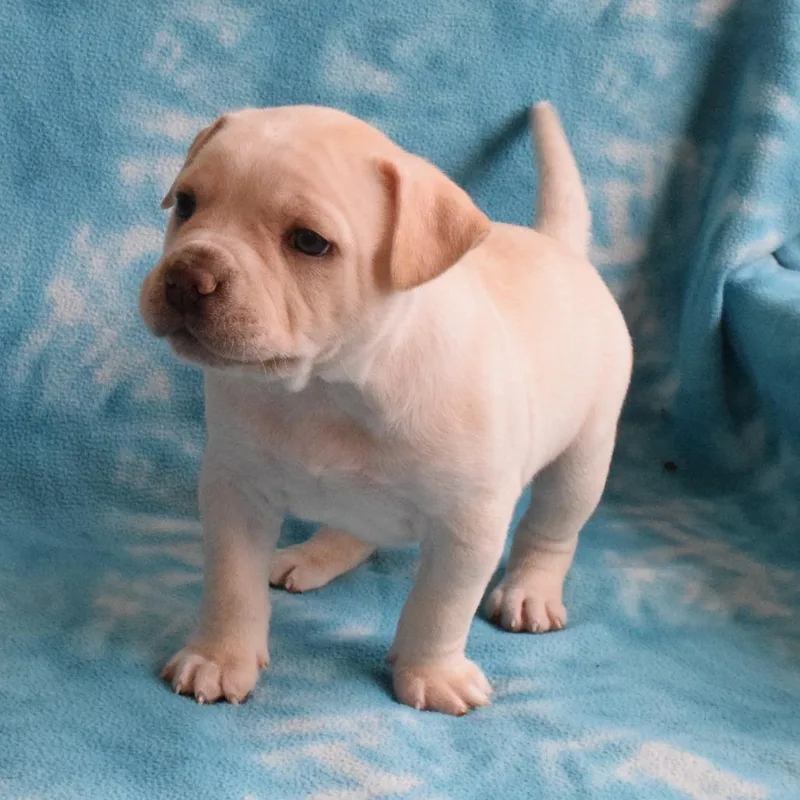 A baby medium-sized male White / Cream Australian Cattle Dog / Blue Heeler dog named Paul for adoption in Eureka, CA