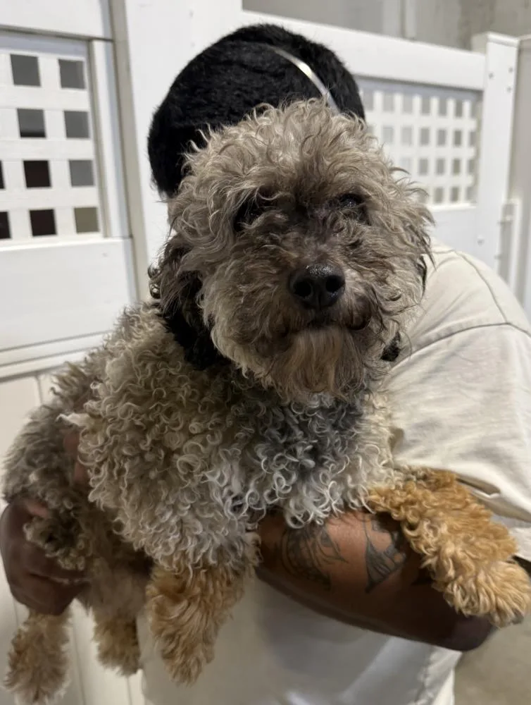 An adult small-sized male Poodle dog named Leonard for adoption in Manhattan, NY