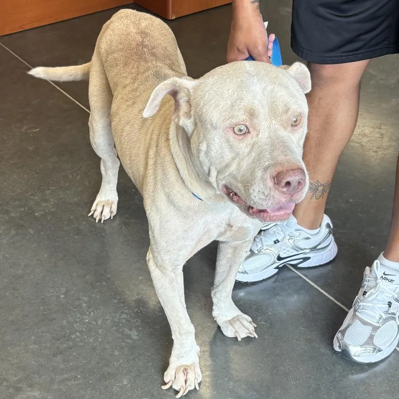 An adult large-sized male White / Cream Mixed Breed dog named Dennis for adoption in Dickinson, TX